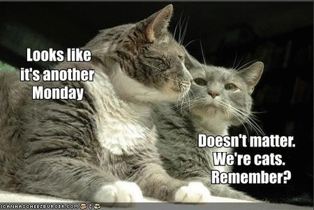 another monday.gif