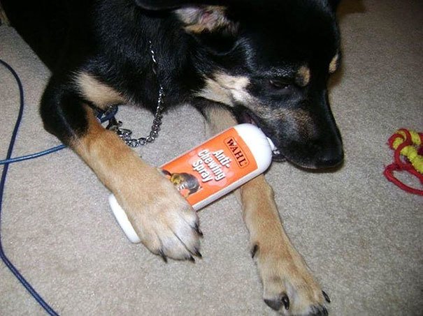 anti-chew.jpg