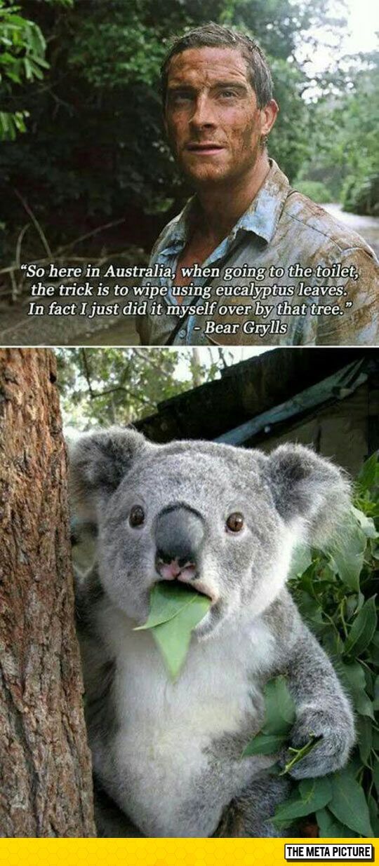 aussie.jpg