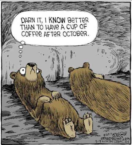 bear.jpg