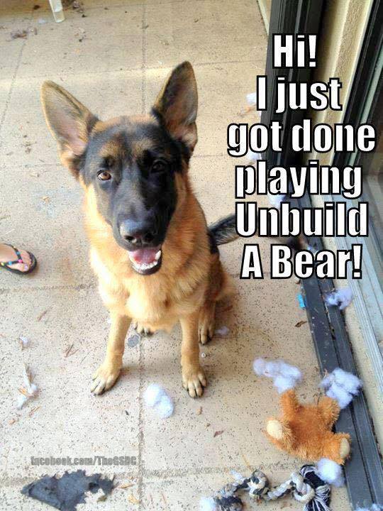 bear.jpg