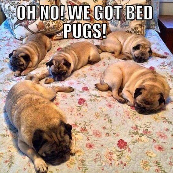 Bed-Pugs.jpg