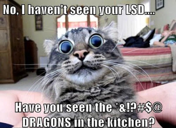 best-funny-cat-captions-of-all-time-600x436.jpg