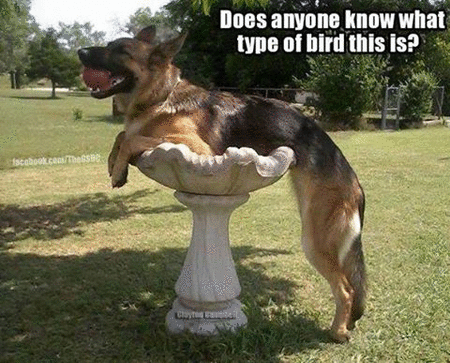 bird dog.gif