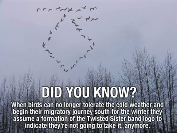 birds.png