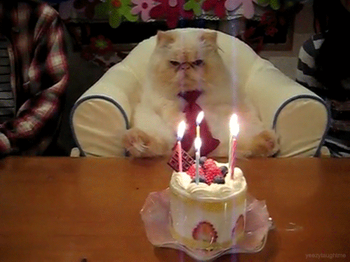 cat birthday.gif