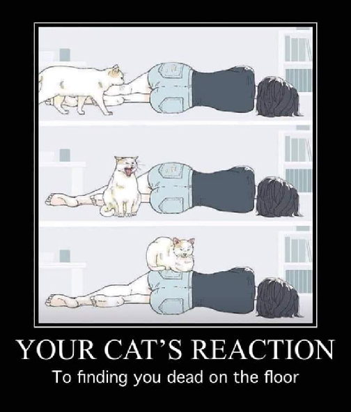 cat.png