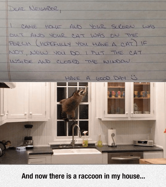 cat.png