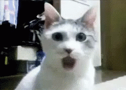Cat shock.gif