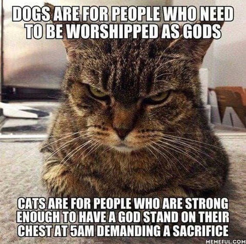 cats.jpg