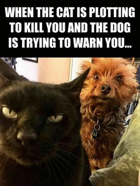 cats plot.gif
