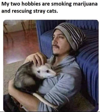 cats.png