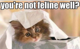 catscam.png