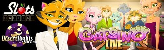 catsino.jpg