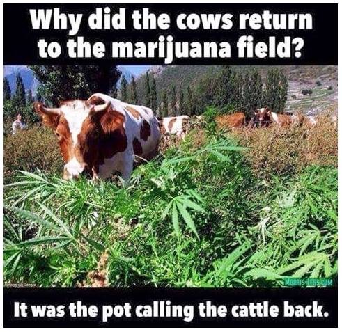 Cows-Return.jpg