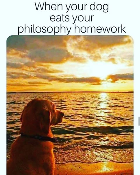 dog.jpg