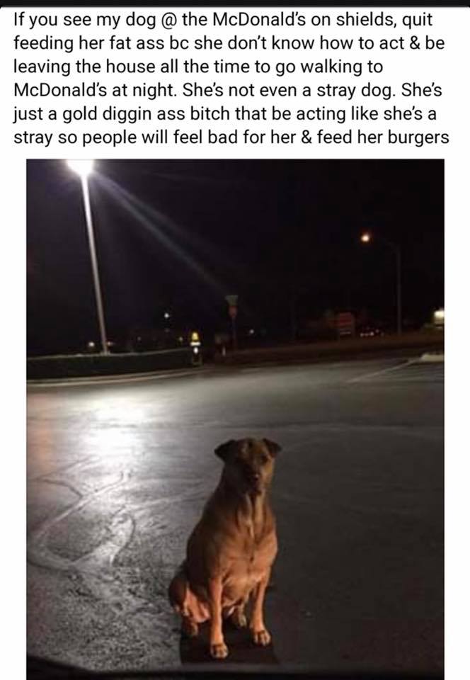 dog.jpg
