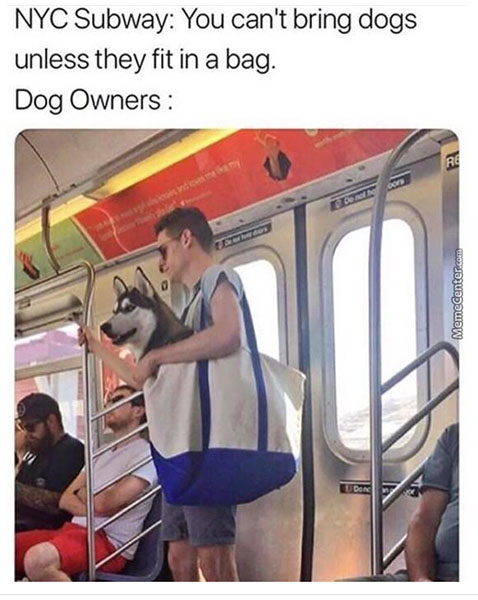 dog.jpg