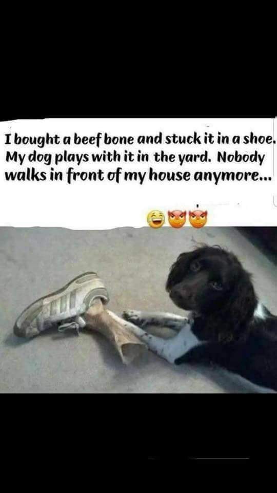 dog.jpg