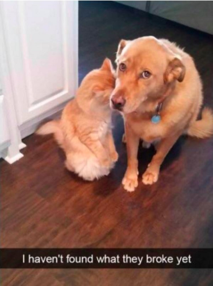 dog.png