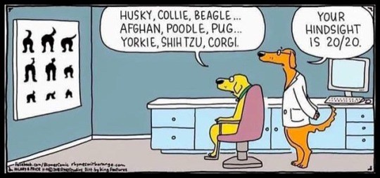 Doggie-Optometrist.jpg
