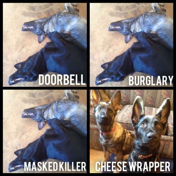 doggy.jpg
