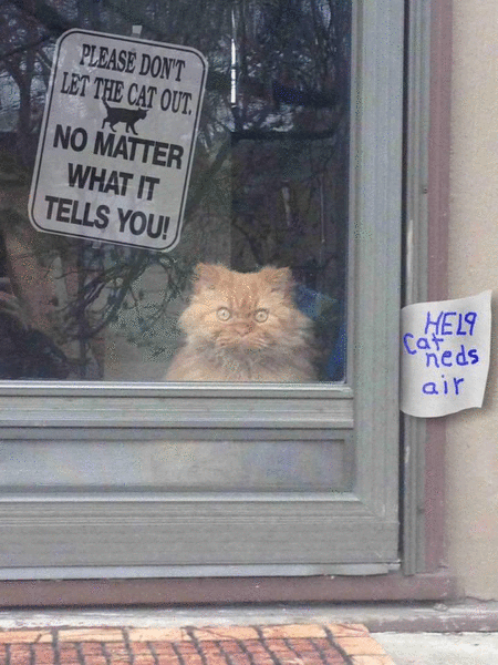 dont let the cat out_ezgif-252494904.gif