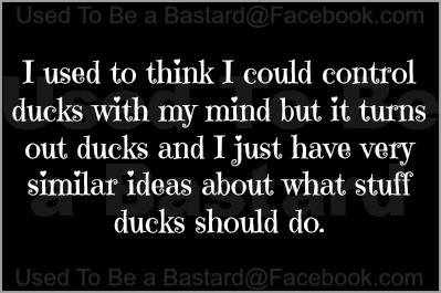 ducks.jpg