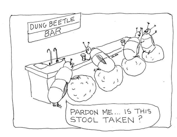 Dung-Beetle-Bar.jpg