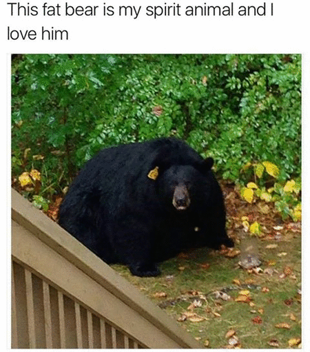 fat bear.gif