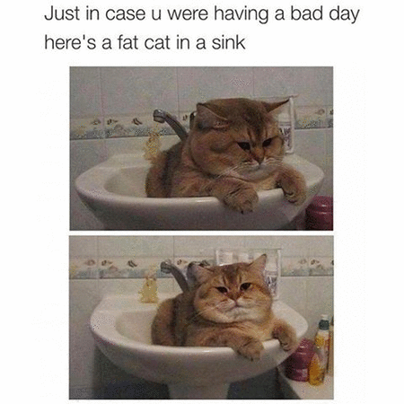 fat cat sink.gif