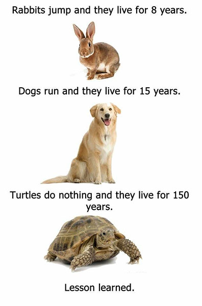 funny-work-quotes-as-a-kid-i-had-three-rabbits-a-turtle-a-hamster-a-cat-and-4-dogs-not-all-at.jpg