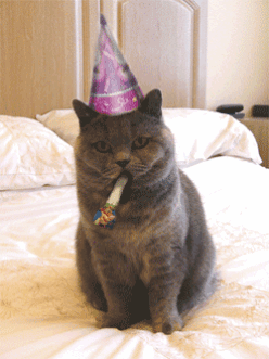 giphy (1).gif