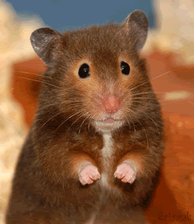HI_HAMPSTER.gif