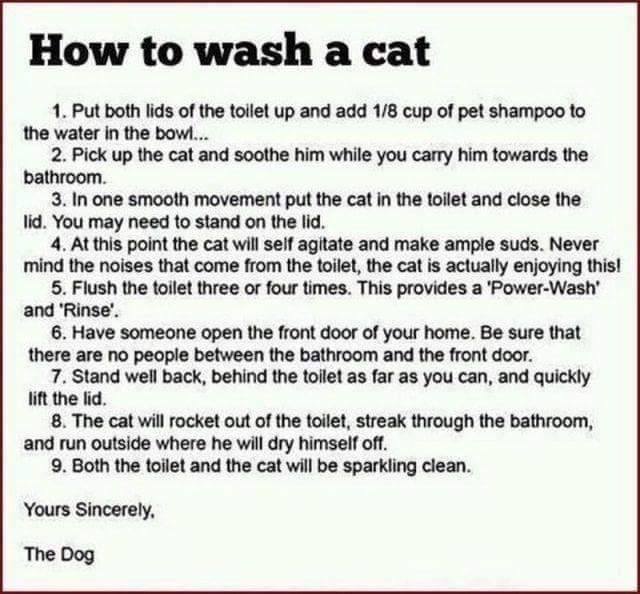 how to wash a cat.jpg