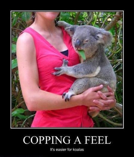 koala.jpg