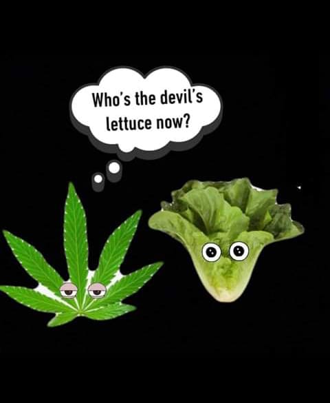 lettuce.jpg