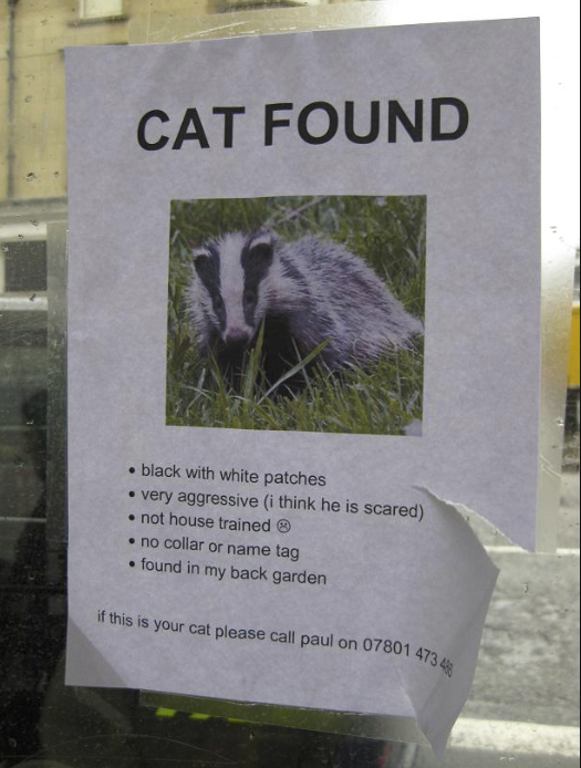 lost cat.png