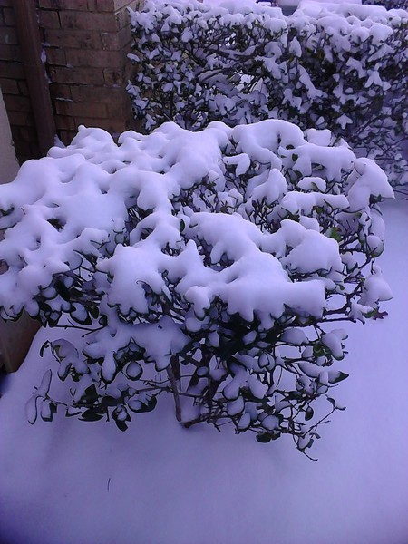 March_5th_snow_2015_b_ezgif-3885259404.jpg