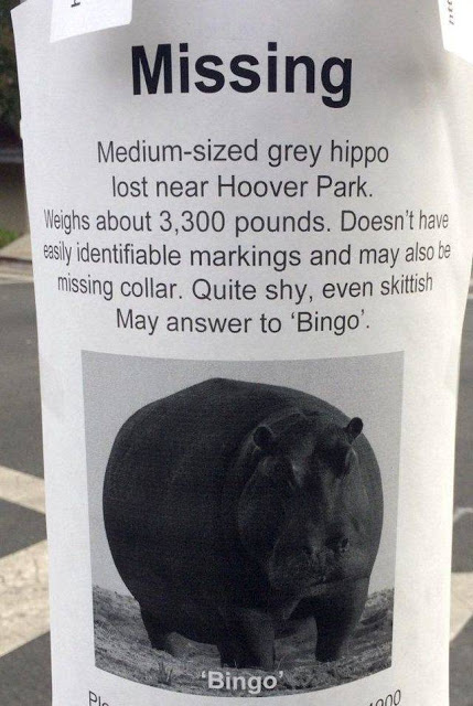 Missing-Hippo.jpg