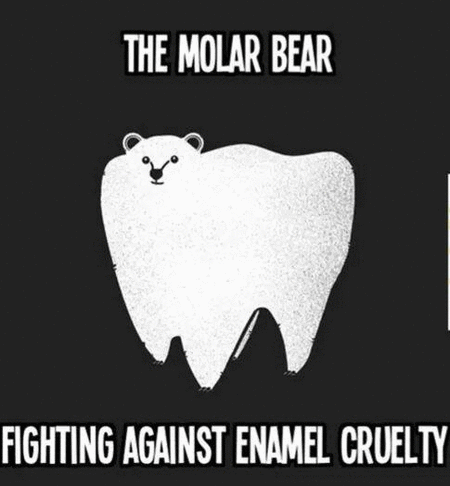 molar bear_ezgif-969269220.gif