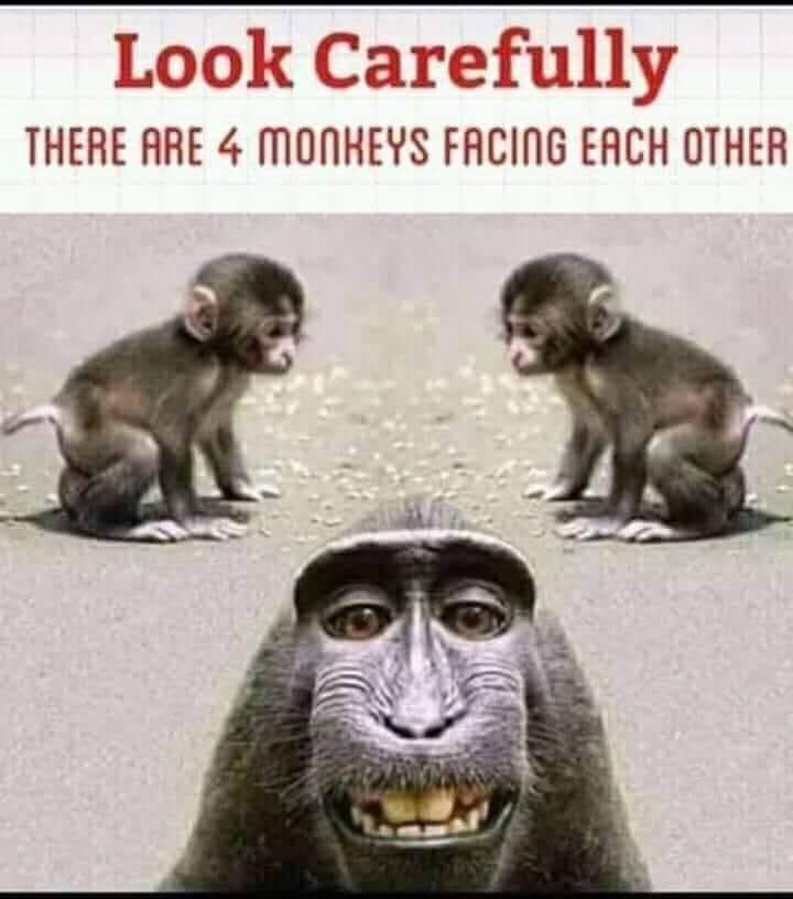monkeys.jpg