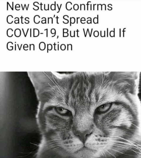 new-study-cats-cant-spread-covid-but-would-if-they-could.jpg