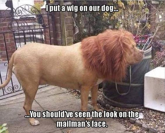 pet.jpg