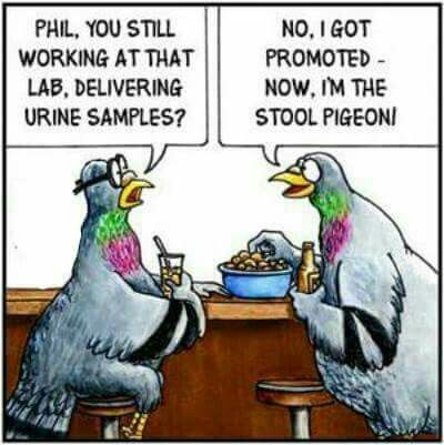 Pigeon-Promotion.jpg