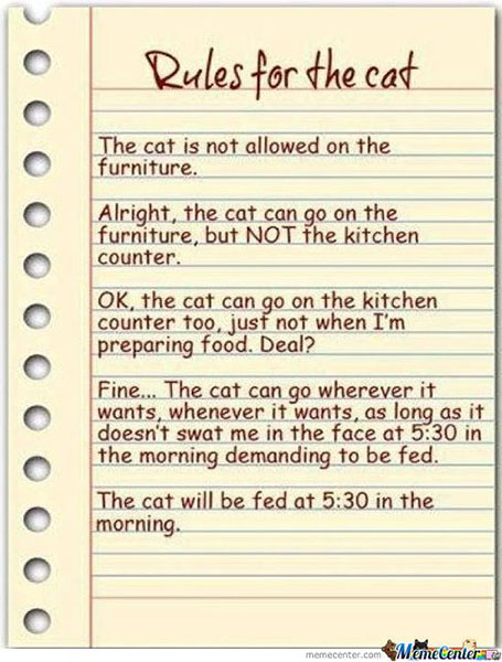 rules-for-the-cat_o_1215808.jpg