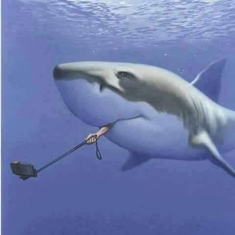 shark selfie.jpg