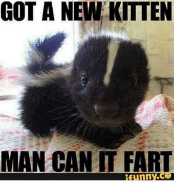 skunk.jpg