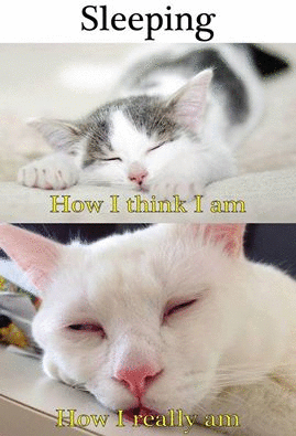 sleeping.gif