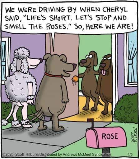 Smell-The-Roses.jpg